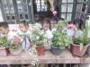 HOẠT ĐỘNG CỦA CÁC EM HỌC SINH CHĂM SÓC BỒN HOA CÂY CẢNH