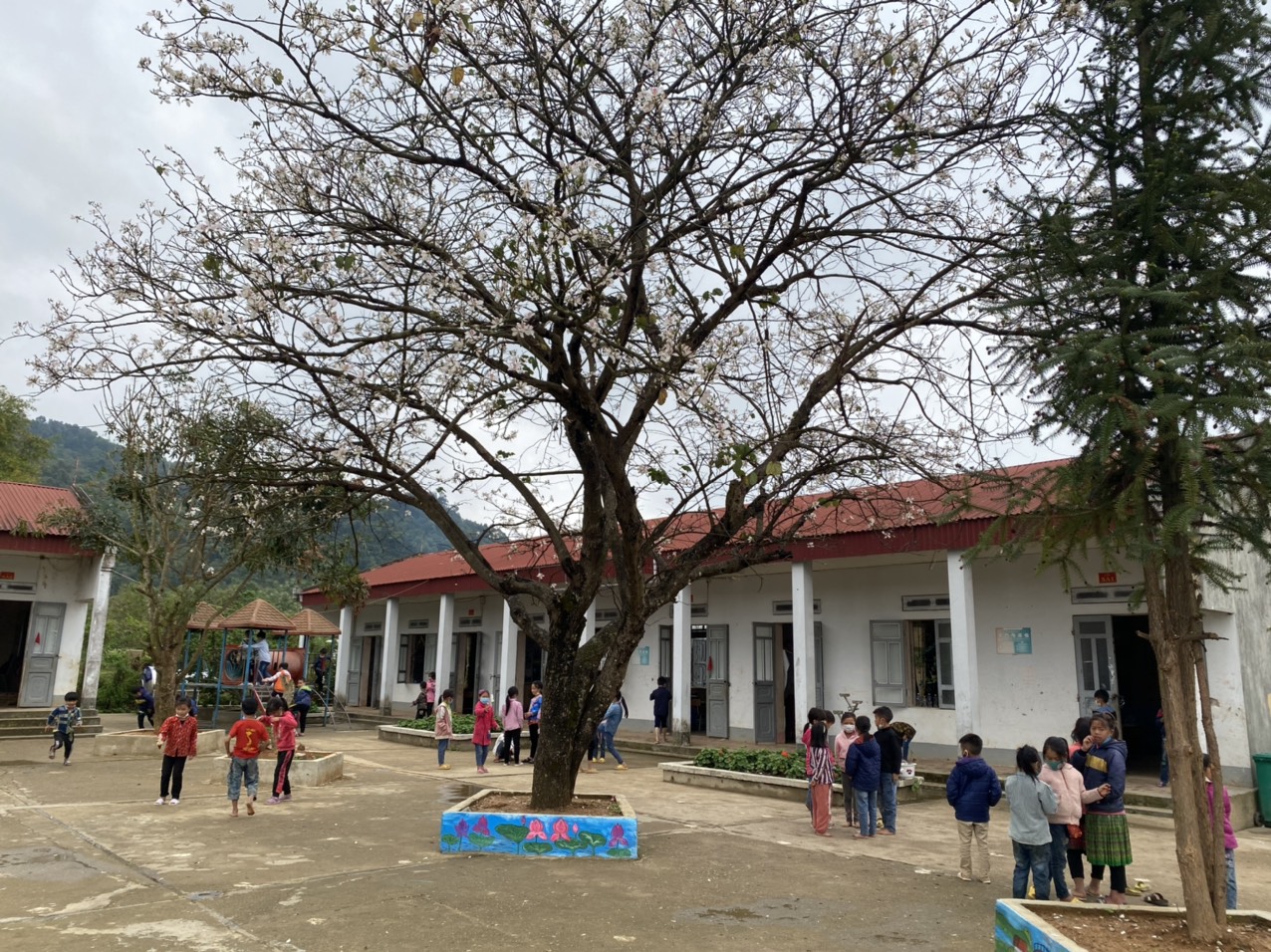THÁNG 3 MÙA HOA BAN